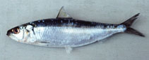 Image of Sardinella lemuru (Bali sardinella)