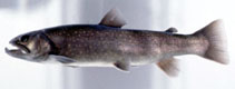 Image of Salvelinus leucomaenis (Whitespotted char)