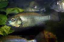 Image of Sarotherodon linnellii (Blackfin tilapia)