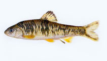 Image of Sarcocheilichthys nigripinnis (Rainbow gudgeon)