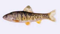 Image of Sarcocheilichthys nigripinnis (Rainbow gudgeon)