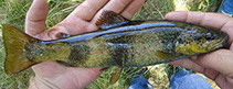 Image of Salmo opimus (Opimus trout)