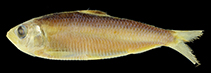 Image of Sardinella pacifica 