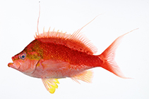 Image of Sacura parva (Little fairy basslet)