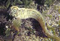 Image of Salaria pavo (Peacock blenny)