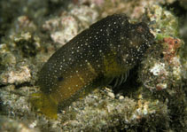 Image of Salarias ramosus (Starry blenny)