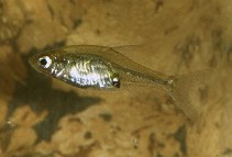 Image of Sawbwa resplendens (Sawbwa barb)