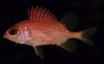 Image of Sargocentron spiniferum (Sabre squirrelfish)