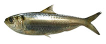 Image of Sardinella tawilis (Freshwater sardinella)