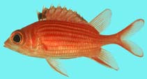 Image of Sargocentron tiereoides (Pink squirrelfish)