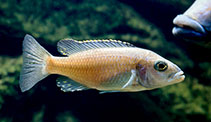 Image of Sciaenochromis ahli (Electric blue hap)