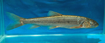 Image of Schizopygopsis anteroventris 