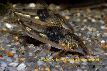 Image of Scleromystax barbatus (Banded corydoras)