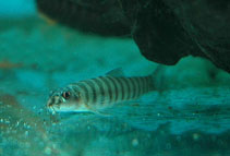 Image of Schistura beavani (Creek loach)