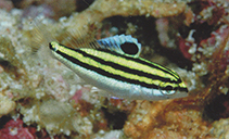 Image of Scolopsis bilineata (Two-lined monocle bream)