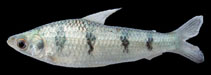 Image of Schizodon borellii 