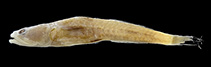 Image of Schismatogobius bruynisi 