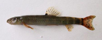 Image of Paraschistura cristata (Turkmenian crested loach)