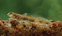 Image of Schismatogobius deraniyagalai (Redneck goby)