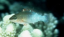 Image of Scarus frenatus (Bridled parrotfish)