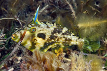 Image of Scobinichthys granulatus (Rough leatherjackets)