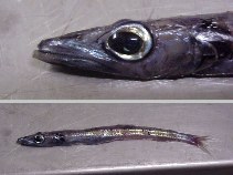 Image of Scopelosaurus hamiltoni (Smallscale waryfish)