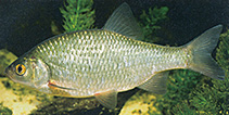 Image of Scardinius hesperidicus 