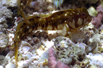 Image of Scartella itajobi 