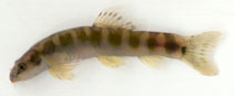 Image of Schistura nagodiensis 