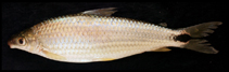 Image of Schizodon nasutus 