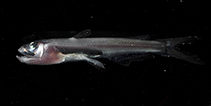 Image of Scopelarchoides nicholsi 