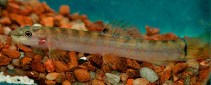 Image of Schistura notostigma (Spotback loach)