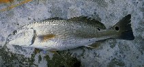 Image of Sciaenops ocellatus (Red drum)