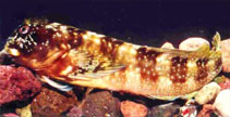 Image of Scartella poiti 