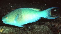 Image of Scarus rubroviolaceus (Ember parrotfish)