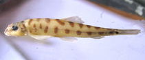 Image of Schistura scaturigina 