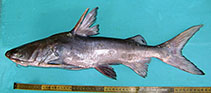 Image of Pseudosciades sona (Sona sea catfish)