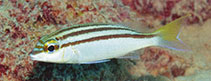 Image of Scolopsis temporalis (Bald-spot monocle bream)