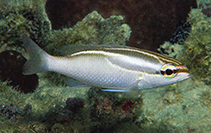 Image of Scolopsis trilineata (Three-lined monocle bream)