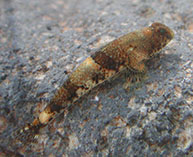 Image of Schismatogobius vitiensis 