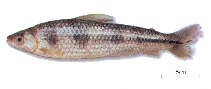 Image of Schizodon vittatus 