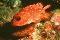 Image of Sebastes constellatus (Starry rockfish)