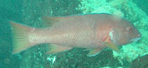 Image of Semicossyphus darwini (Galápagos sheephead wrasse)