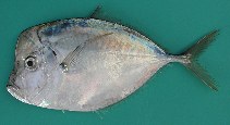 Image of Selene dorsalis (African moonfish)