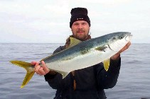 Image of Seriola lalandi (Yellowtail amberjack)