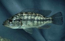 Image of Serranochromis macrocephalus (Purpleface largemouth)