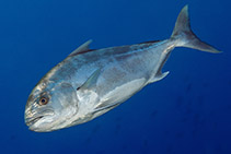 Image of Seriolina nigrofasciata (Blackbanded trevally)