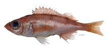 Image of Sebastes owstoni 