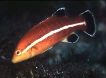 Image of Semicossyphus reticulatus 