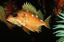 Image of Sebastes rosaceus (Rosy rockfish)